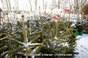 Sapin naturel ou sapin artificiel pour Noël : lequel est le plus écolo ?