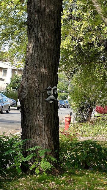 Les arbres veulent être des humains à tout prix !!! DSC05054