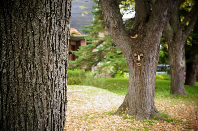 Les arbres veulent être des humains à tout prix !!! DSC05017