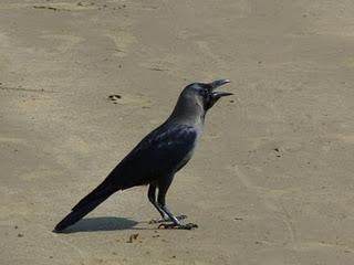 La plage du Om La plage du Om