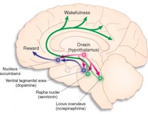 ÉQUILIBRE ALIMENTAIRE: A chaque nutriment son activité cérébrale – Neuron