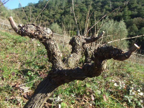 taille 2 - dans la vigne Mourvedre