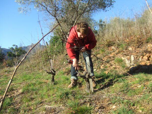 taille 2 - dans la vigne Winterschnitt taille