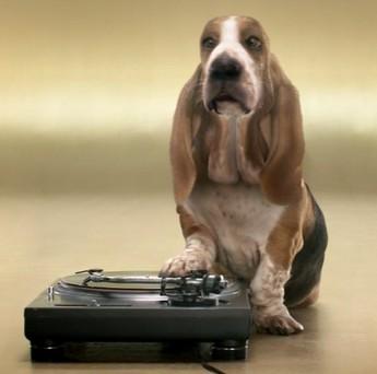 basset.jpg basset.jpg