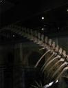 Where is the light of evolution? Cachalot