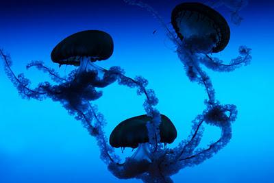Méduses ou anges de la mer Méduses ou anges de la mer