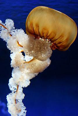 Méduses ou anges de la mer Méduses ou anges de la mer