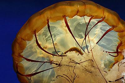 Méduses ou anges de la mer Méduses ou anges de la mer