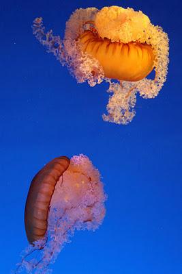 Méduses ou anges de la mer Méduses ou anges de la mer