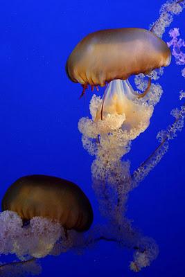 Méduses ou anges de la mer Méduses ou anges de la mer