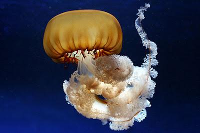 Méduses ou anges de la mer Méduses ou anges de la mer