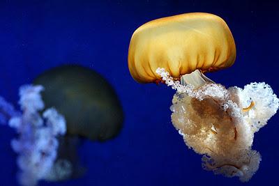 Méduses ou anges de la mer Méduses ou anges de la mer