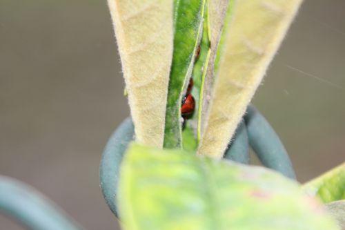 Les coccinelles nature