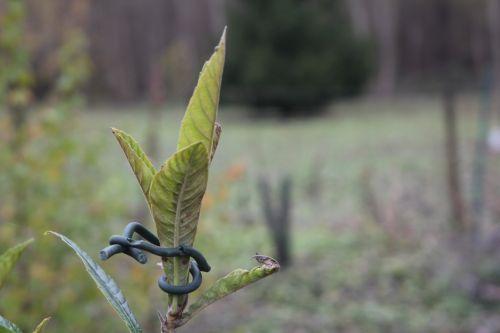 Les coccinelles nature