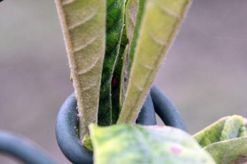 Les coccinelles nature