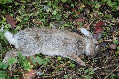 Le temps de la chasse nature