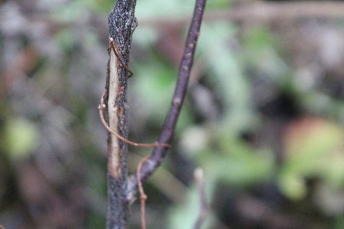 Le temps de la chasse nature