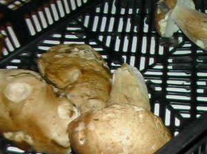 Zéphirine nous apporte des bécasses... le_25_novembre_028