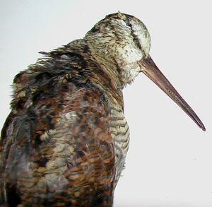 Zéphirine nous apporte des bécasses... le_25_novembre_034