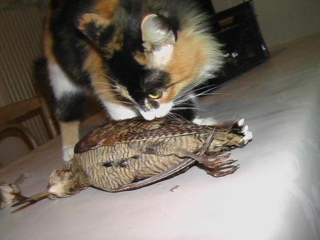 Zéphirine nous apporte des bécasses... le_25_novembre_059