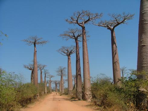 Madagascar: baobabs sauvés eaux grâce