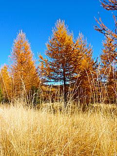 Les mélèzes Les mélèzes