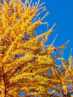 Les mélèzes Les mélèzes