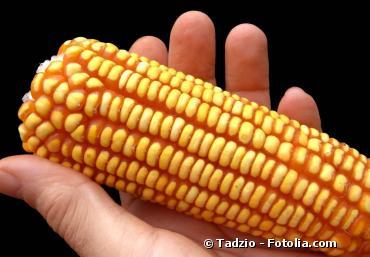 Le gouvernement maintient son opposition à la culture du maïs MON810