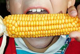 Le retour du maïs OGM en France ?