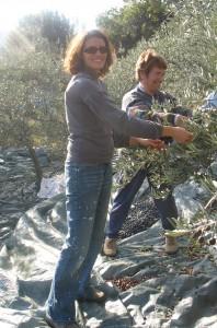 Cueillette des olives