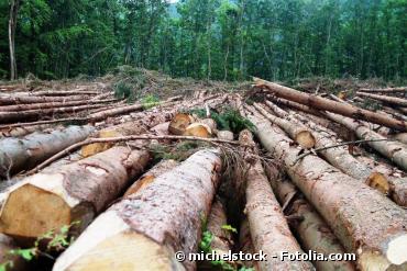 La déforestation s'accélère, avertit la FAO
