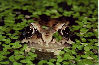 Les grenouilles équilibristes Les grenouilles équilibristes