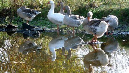 Au fil de l'eau #2 P1150910