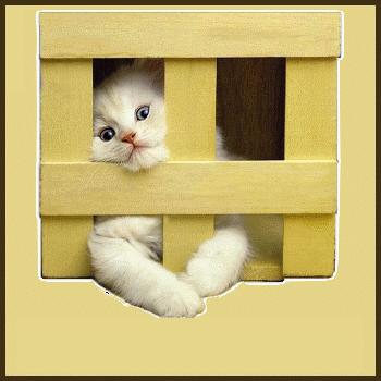 Blog de lapinous :¨°o.O Lapinous O.o°¨, gif chaton