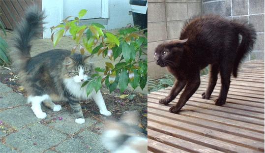 L'histoire de la queue du chat, ou comment une histoire se déforme à force d'être racontée !!!