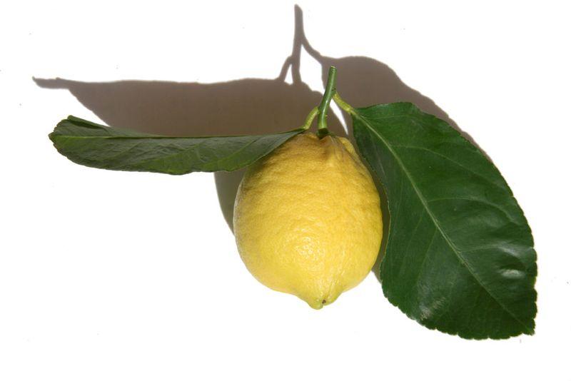 Limone di prodica