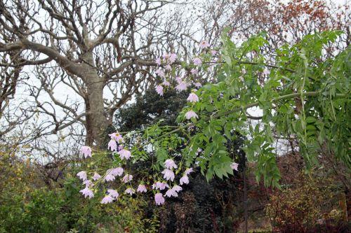 Dahlia imperialis, suite 7 paris 4 déc 2011 046.jpg