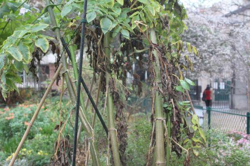 Dahlia imperialis, suite 3 paris 4 déc 2011 052.jpg