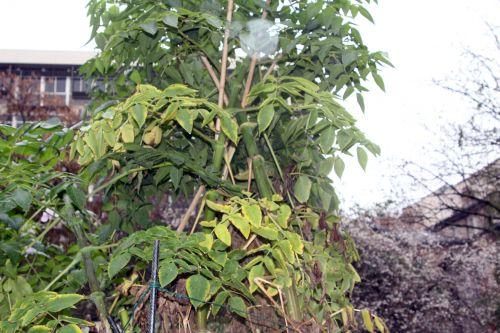 Dahlia imperialis, suite 2 paris 4 déc 2011 053.jpg