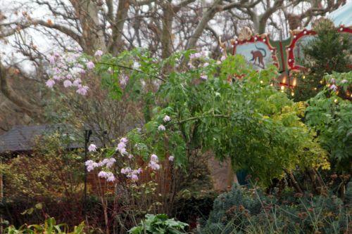 Dahlia imperialis, suite 6 paris 4 déc 2011 060.jpg