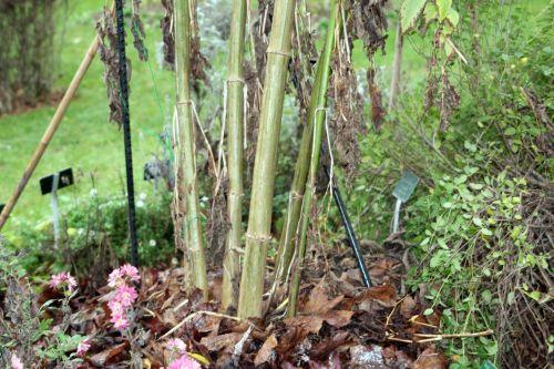 Dahlia imperialis, suite 4 paris 4 déc 2011 037.jpg