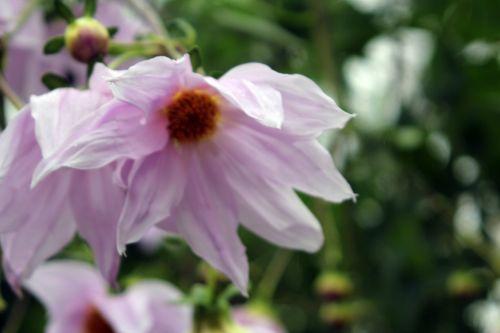 Dahlia imperialis, suite 8 paris 4 déc 2011 044.jpg
