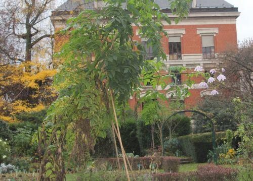 Dahlia imperialis, suite 1 paris 4 déc 2011 033.jpg