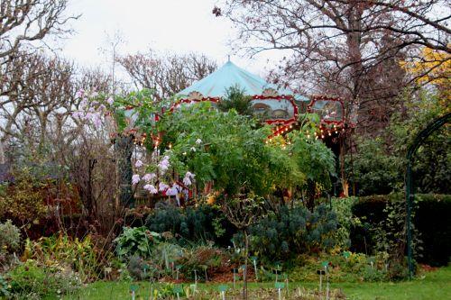 Dahlia imperialis, suite 5 paris 4 déc 2011 040.jpg