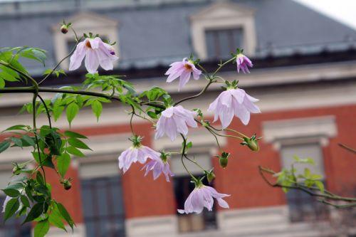 Dahlia imperialis jardin