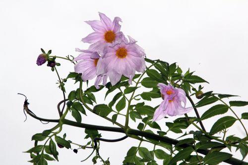 Dahlia imperialis jardin