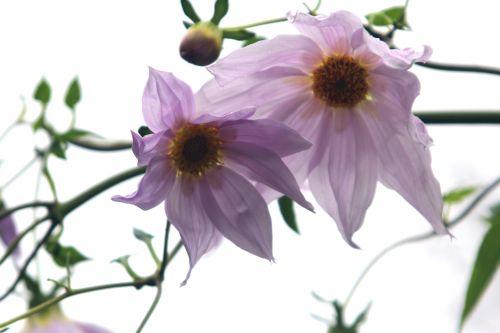 Dahlia imperialis jardin