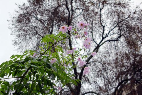 Dahlia imperialis jardin