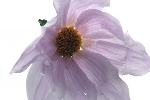 Dahlia imperialis jardin