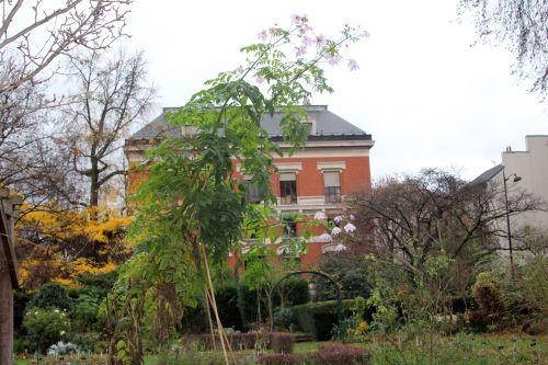 Dahlia imperialis jardin